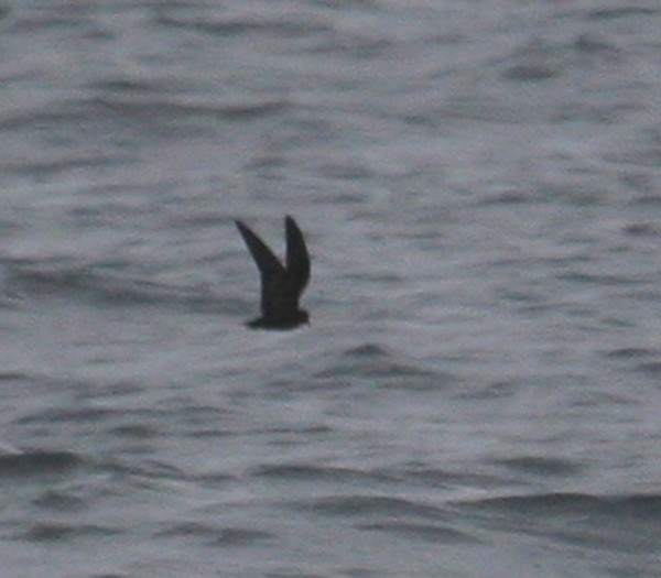 Least Storm-Petrel